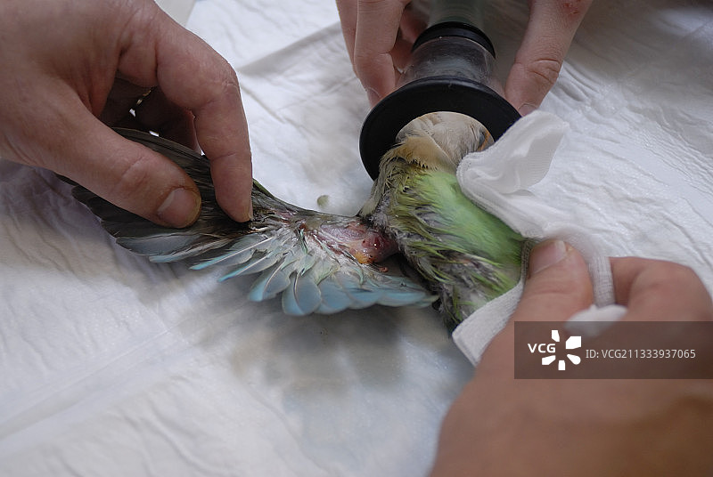 麻醉一只翅膀受伤的爱鸟法国图片素材