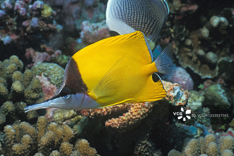 长鼻蝶鱼在珊瑚礁中游动图片素材