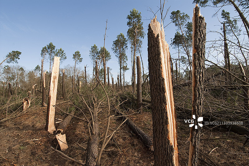 2009年1月在法国西南部的风暴造成的破坏。30年的松树种植园。图片素材
