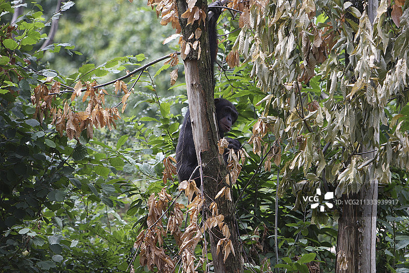 一只倭黑猩猩爬在法国猴子谷的一棵树上图片素材