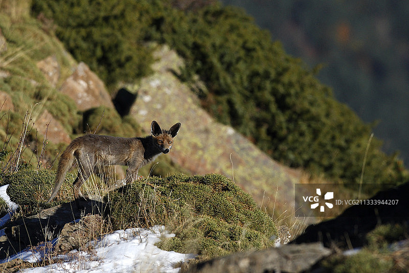 比利牛斯山岩石上的红狐图片素材