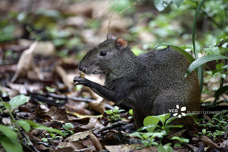 巴西刺鼠在巴西地上吃图片素材