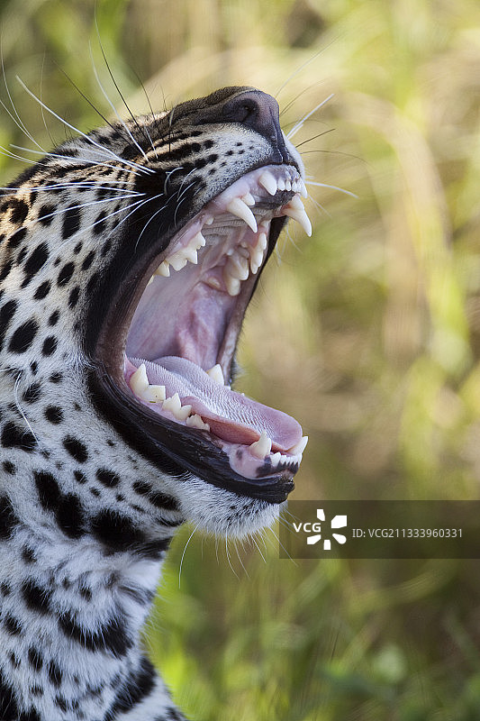 肖像豹偏航保护区肯尼亚马赛马拉图片素材