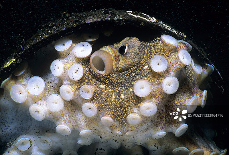 苏拉威西海峡的椰子章鱼画像图片素材