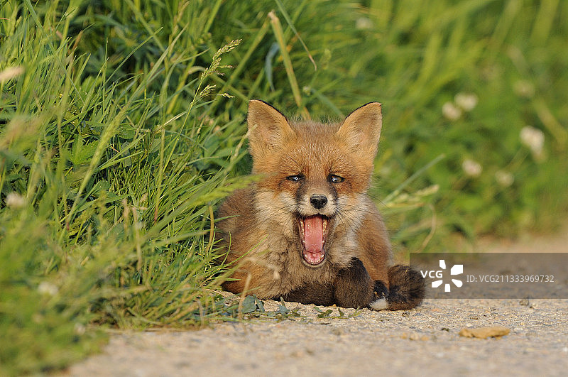 年轻的红狐在法国孚日的乡间小路上图片素材