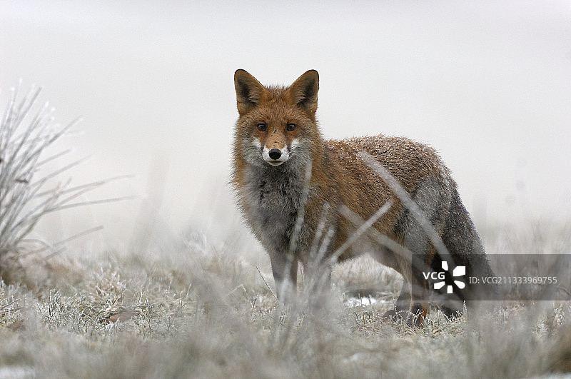 红狐在霜冻的法国孚日图片素材