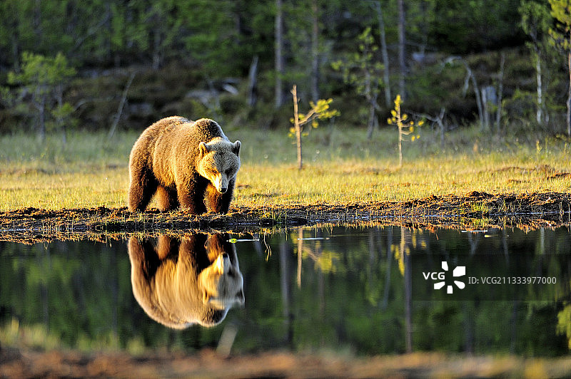 棕熊沿着芬兰马丁塞尔科宁的水走图片素材