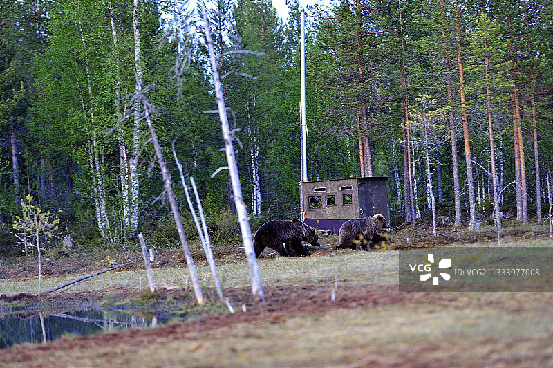 棕熊和木屋了望员Martinselkonen芬兰图片素材