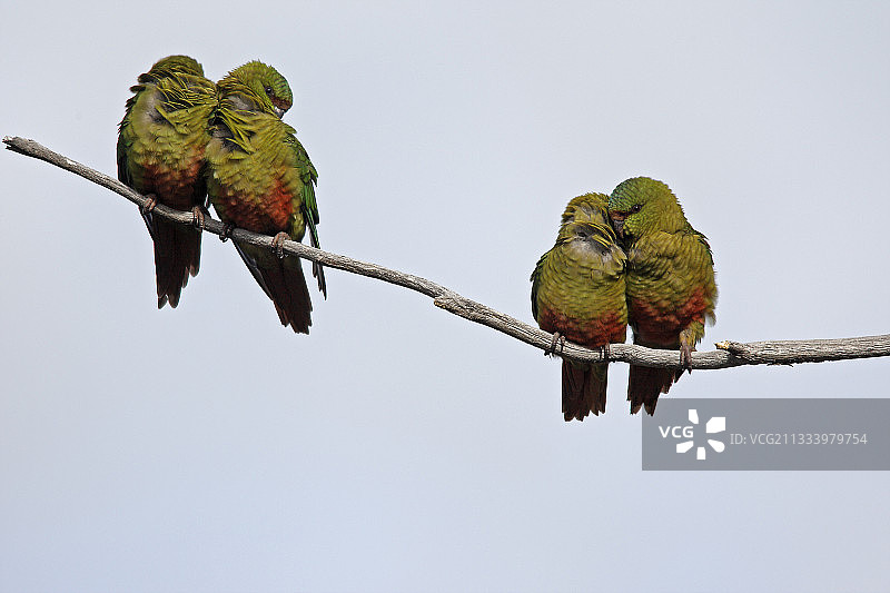 阿根廷巴塔哥尼亚分支上的南长尾小鹦鹉图片素材