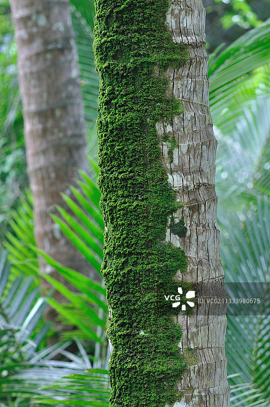 新喀里多尼亚大头针椰子岛的苔藓树干图片素材