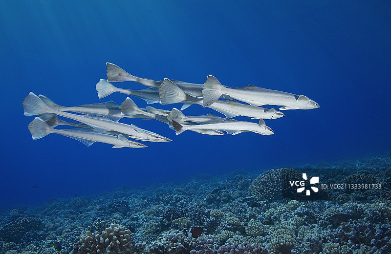 波利尼西亚土阿莫图礁上的吸鲨群图片素材