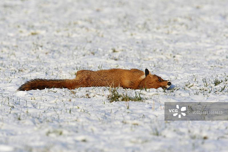 冬天，赤狐躺在白雪覆盖的草地上图片素材