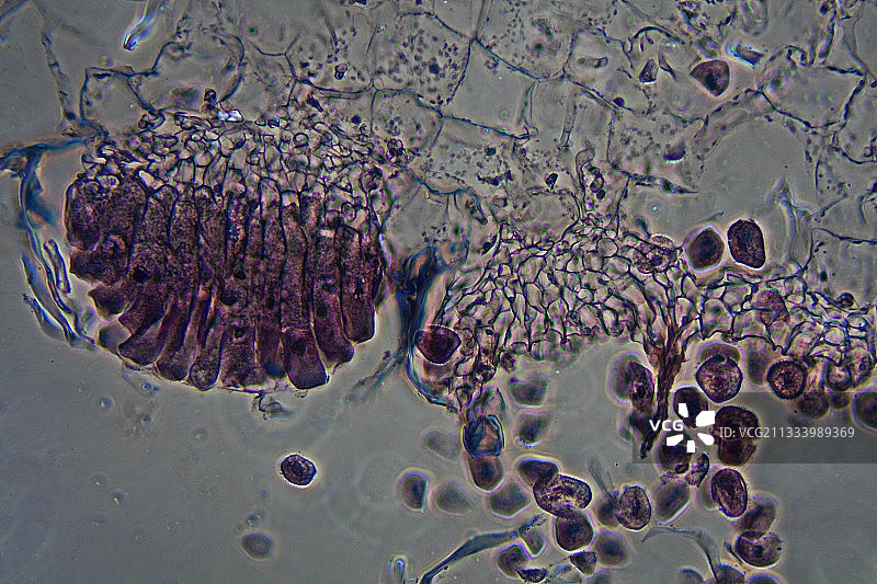 蘑菇孢子和精孢子图片素材