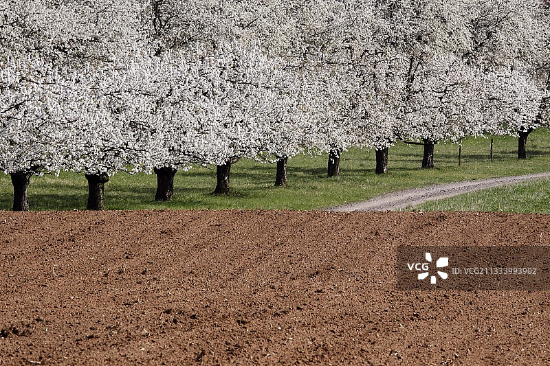 在法国阿尔萨斯的乡间，樱花盛开图片素材