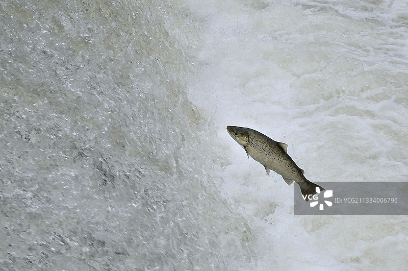 穿越瑞士瀑布的鳟鱼湖图片素材