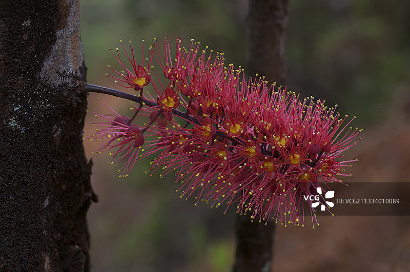 格索瓦是新喀里多尼亚的一种常见花图片素材