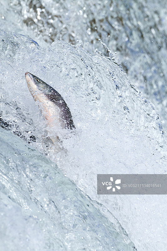 红鲑鱼在阿拉斯加北部卡特迈河中跳跃图片素材