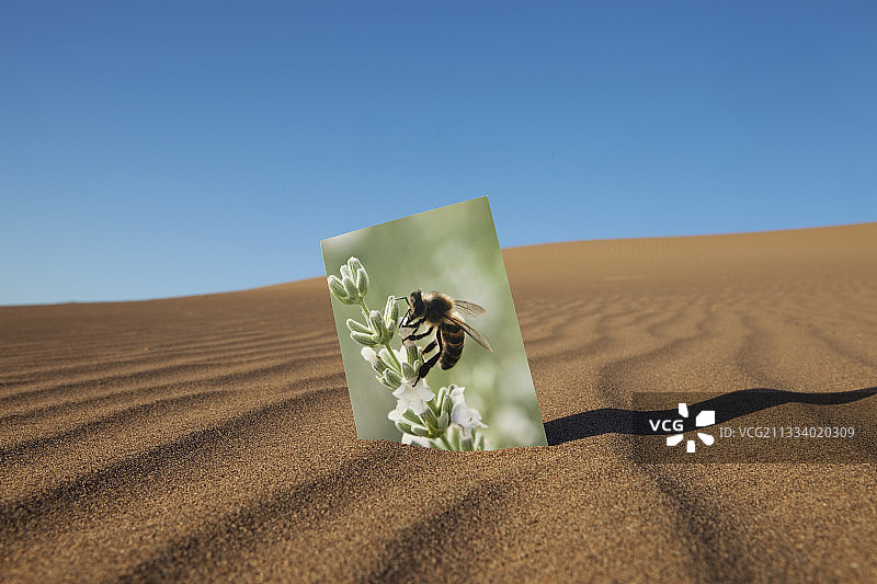 图中的花躺在沙漠沙摩洛哥图片素材