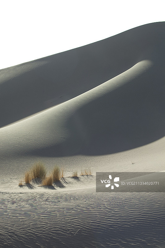 摩洛哥德拉谷沙丘上的沙漠植物图片素材
