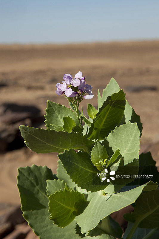 摩洛哥德拉山谷沙漠植物开花图片素材