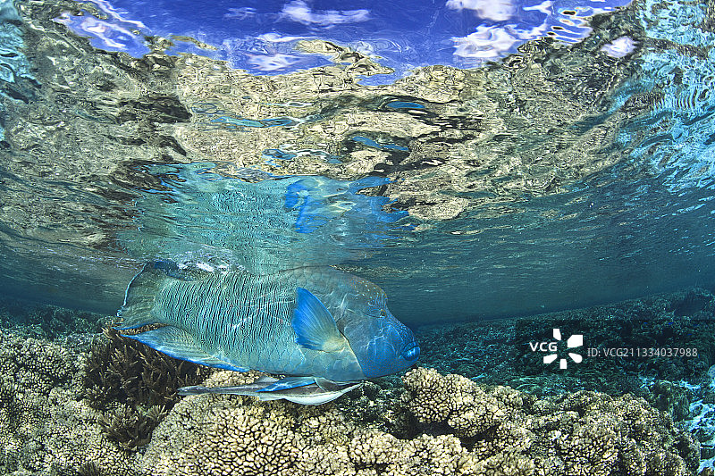法属波利尼西亚法卡拉瓦海面下的驼背濑鱼图片素材