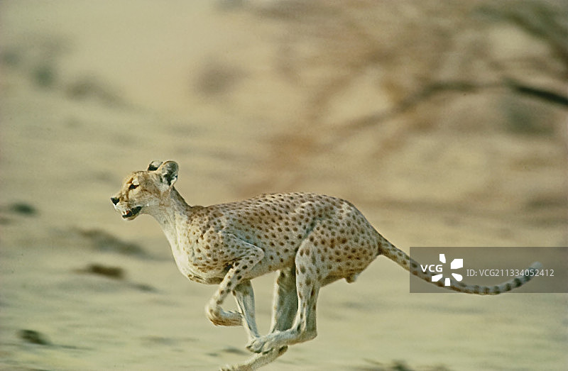 雄性非洲西北部猎豹在尼日尔奔跑图片素材