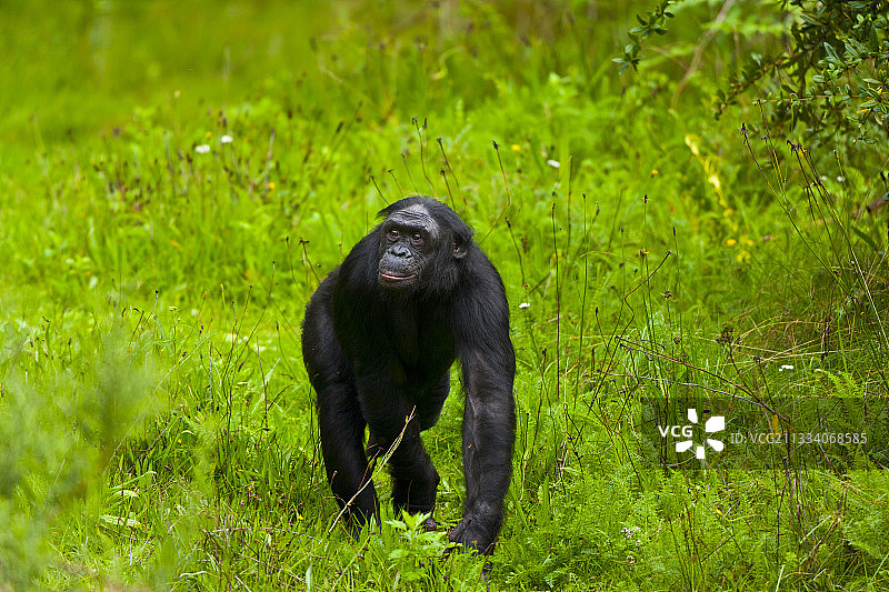 纤细的黑猩猩在草地上行走图片素材