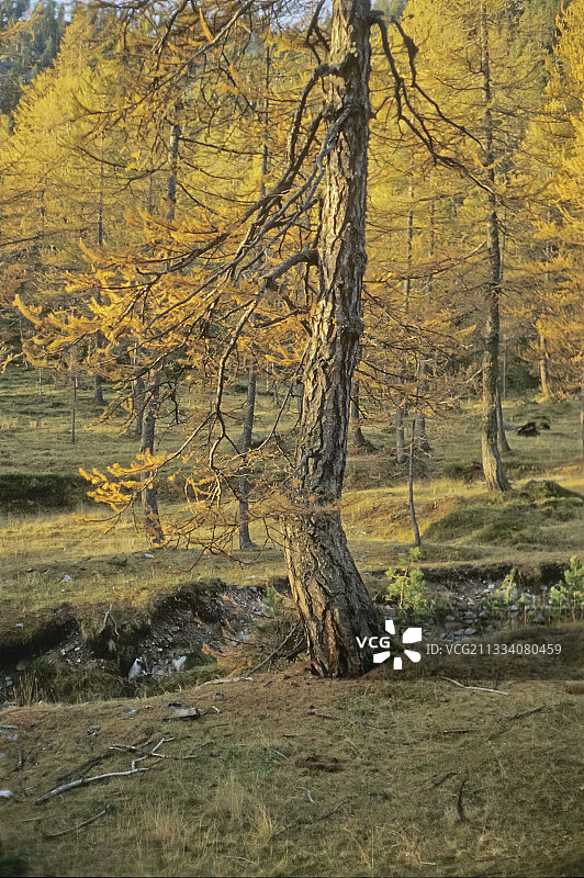 法国阿尔卑斯山秋天的落叶松森林图片素材