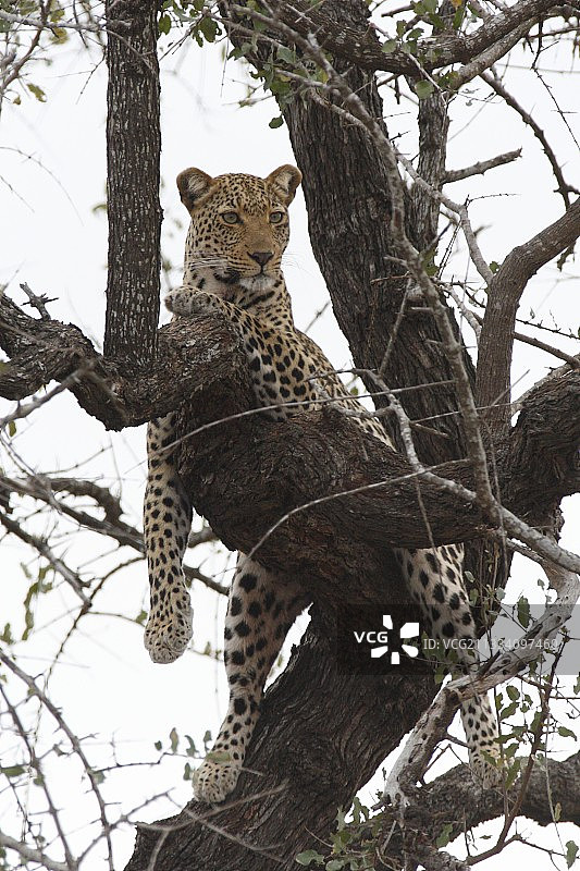 雌性豹休息在一棵树克鲁格南非图片素材