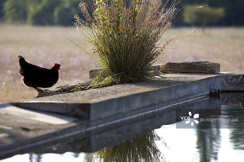 一只母鸡在法国普罗旺斯的一个池塘边喝水图片素材
