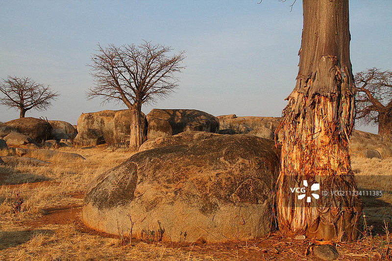 坦桑尼亚大象破坏猴面包树图片素材