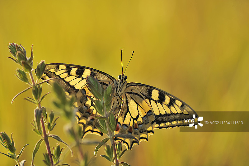 黎明时分的燕尾蝶在法国的红巴提斯图片素材