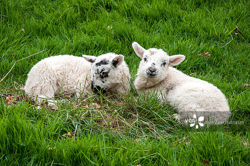 小羊躺在草地上-英国英格兰图片素材