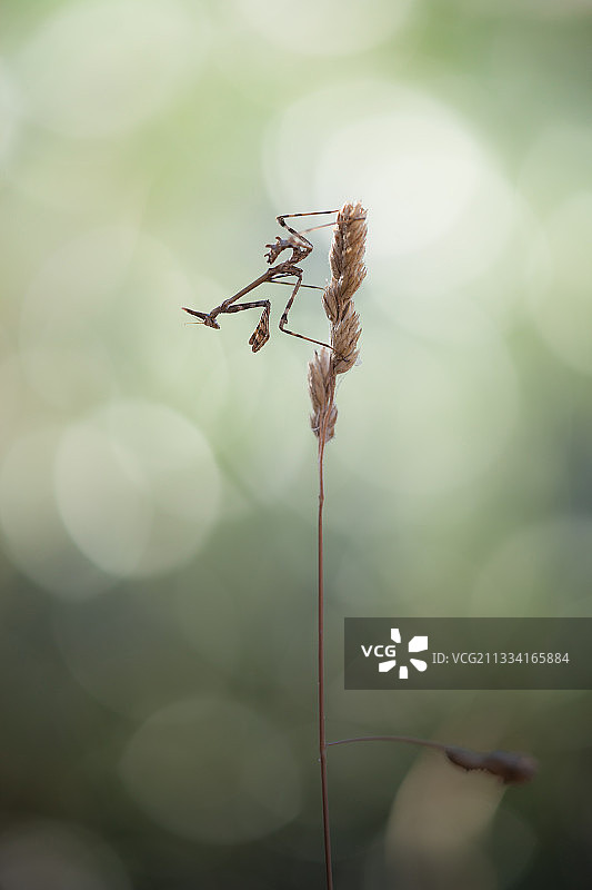 法国灌木丛中的干草上的锥头螳螂图片素材