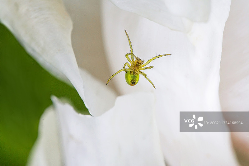 白玫瑰上的蜘蛛-法国图片素材