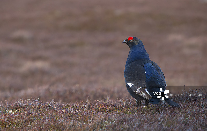雄性黑松鸡站在苏格兰石南丛中图片素材