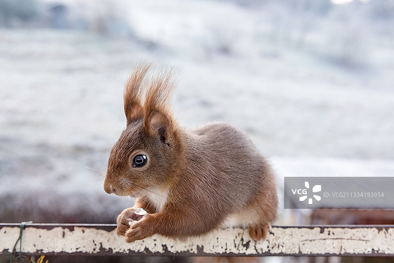 冬天，法国洛林，阳台边的红松鼠图片素材
