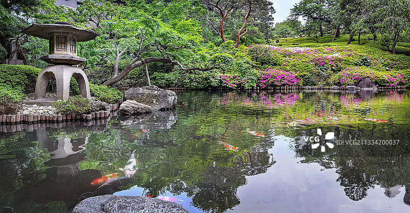 碰巧日本的花园，茶馆和杜鹃花盛开在日本东京图片素材