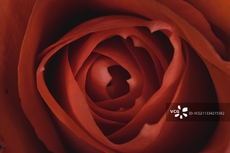 红玫瑰的特写图片素材