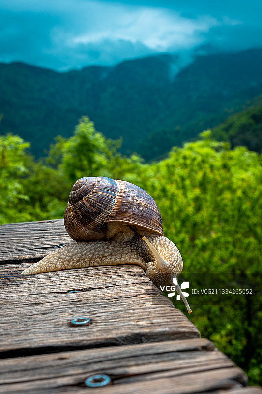 罗马尼亚，木头上的蜗牛特写图片素材