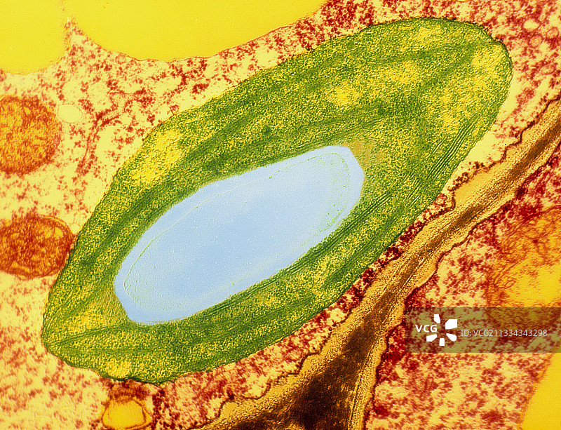 叶细胞中的叶绿体图片素材