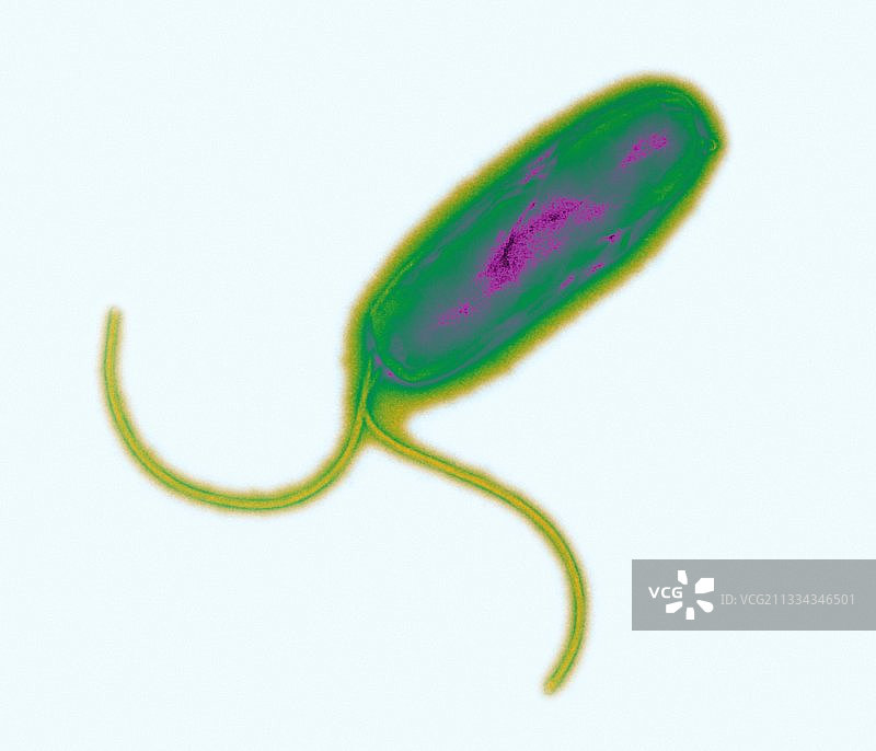 幽门螺杆菌，TEM图片素材