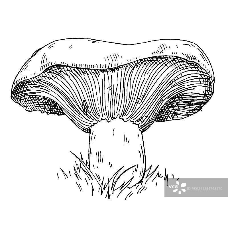 尼斯卡洛蘑菇在森林野生动物vintage图片素材