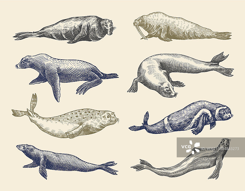 海狗、海狮、海象带和海象图片素材
