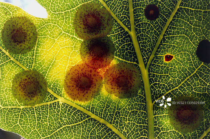 来自瘿蜂幼虫的橡树花瘿图片素材