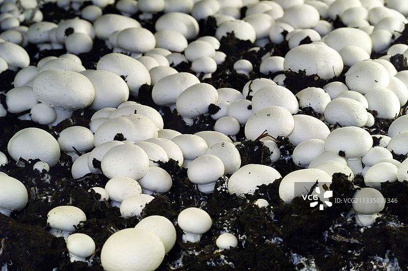 蘑菇栽培图片素材
