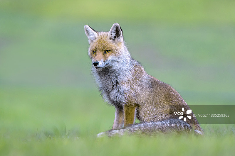 红狐狸的肖像在草地上，马德西莫，桑德里奥，意大利图片素材