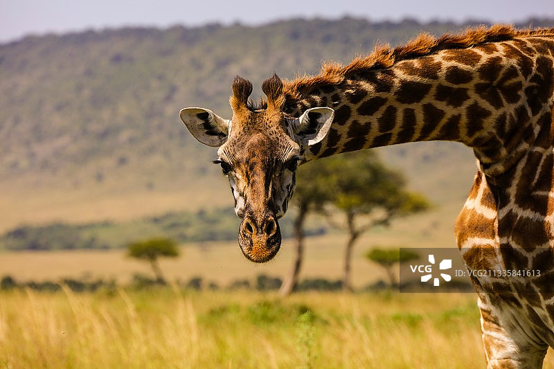 肯尼亚，树上的长颈鹿特写图片素材