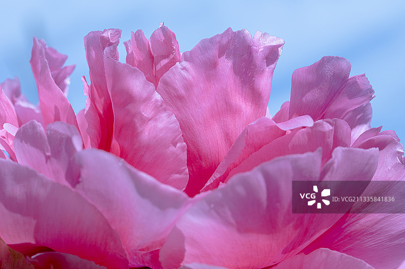 特写的粉红色玫瑰花，长沼，日本图片素材