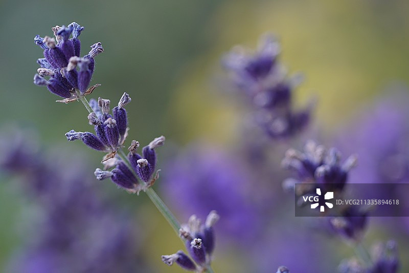 西雅图，华盛顿，美国，美国的紫色开花植物的特写图片素材